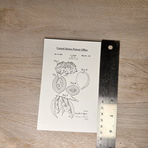 Fruit patent postcards