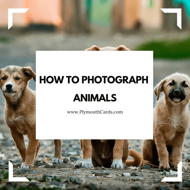 How to Photograph Animals-Plymouth Cards