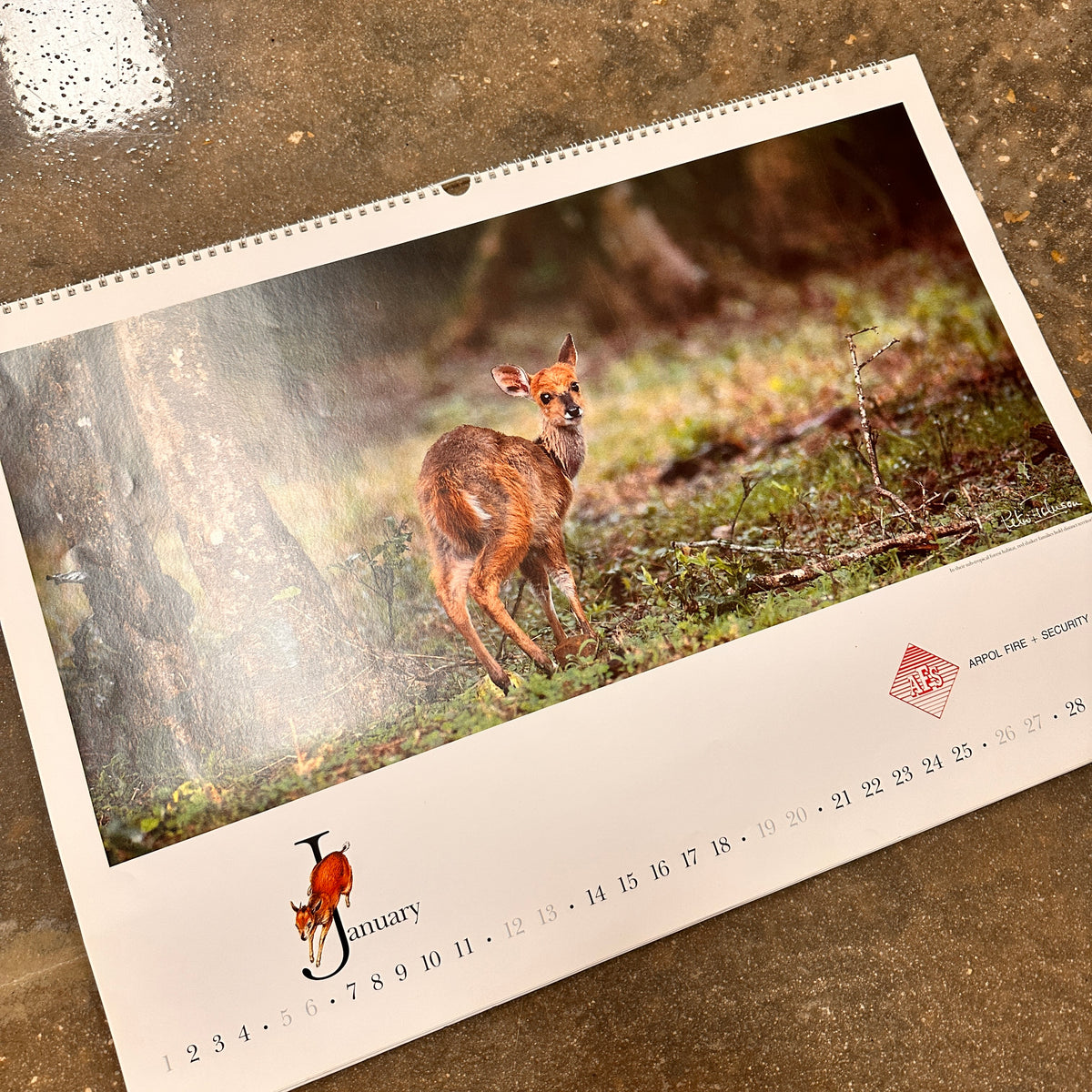 In the Wild grab bag