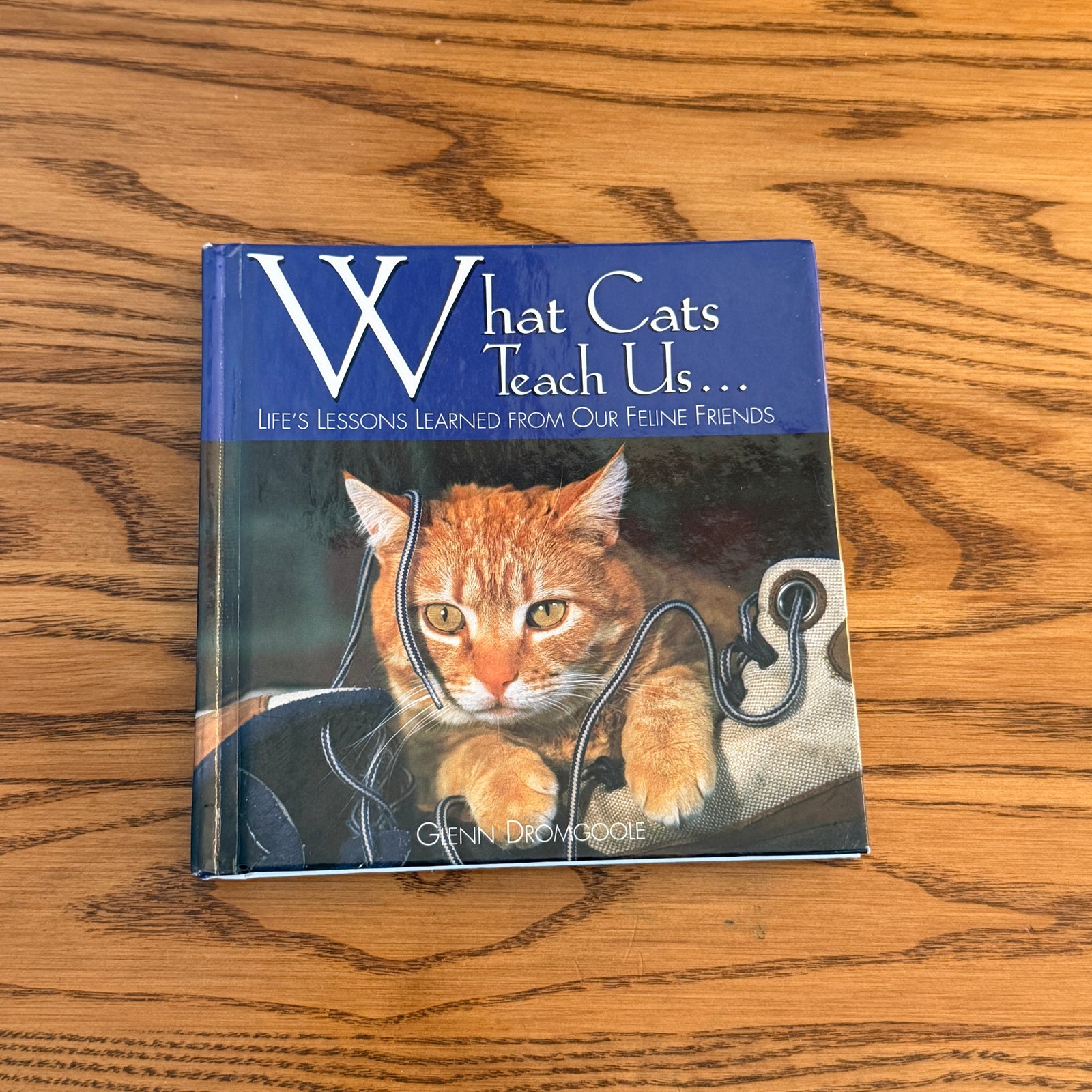 What Cats Teach Us