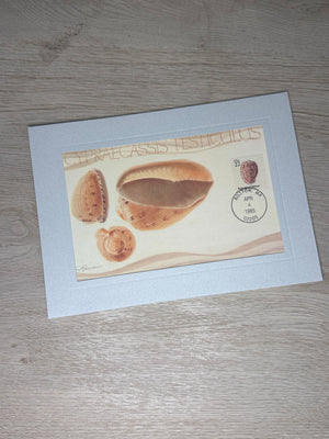 FDC - Seashells 22 cent stamp card-Plymouth Cards