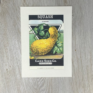 Squash - Summer-Greetings from the Past-Plymouth Cards